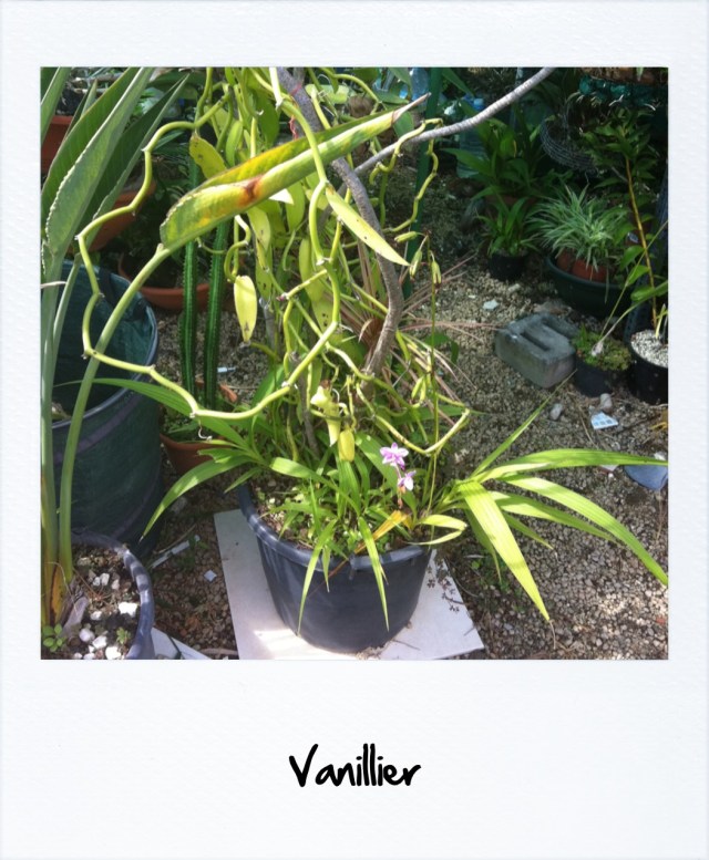 Cuisine Martinique 7