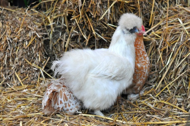 L'Art du Jardin-Grand Palais Paris 12