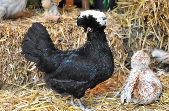 L'Art du Jardin-Grand Palais Paris 4