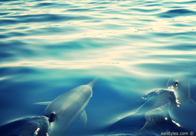 nager-avec-les-dauphins-ile-maurice-lux-resorts-le-morne-2