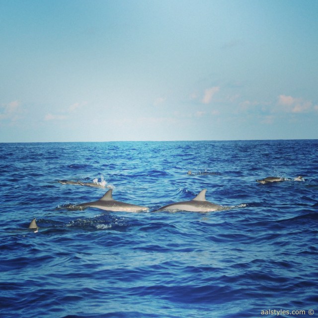 nager-avec-les-dauphins-ile-maurice-lux-resorts-le-morne-3
