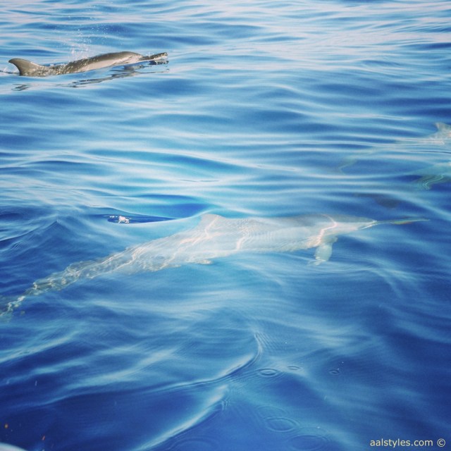 nager-avec-les-dauphins-ile-maurice-lux-resorts-le-morne-4