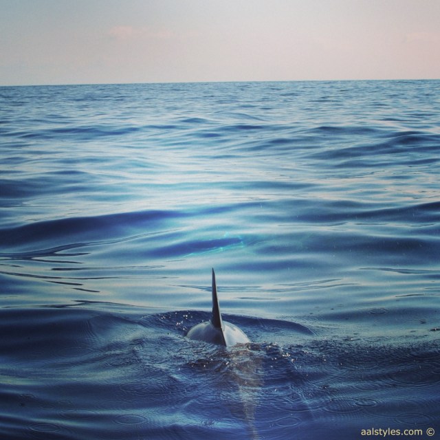 nager-avec-les-dauphins-ile-maurice-lux-resorts-le-morne-6