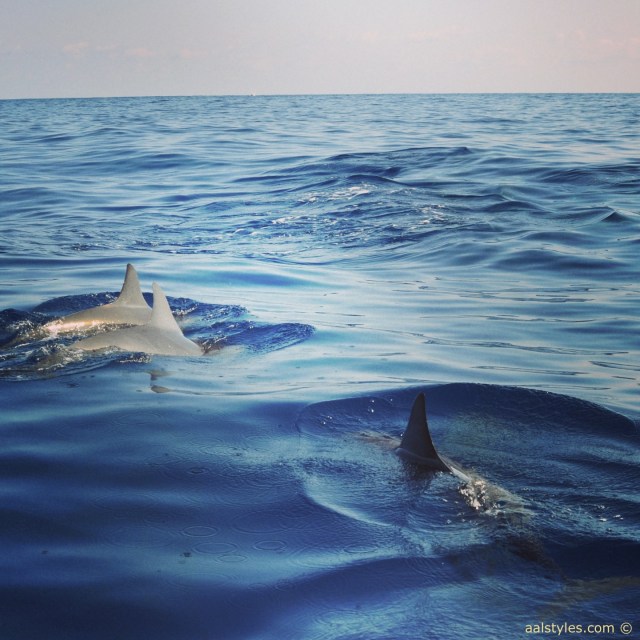 nager-avec-les-dauphins-ile-maurice-lux-resorts-le-morne-7