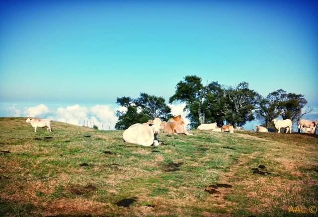 Ile de la Réunion-LUX* Resorts 19