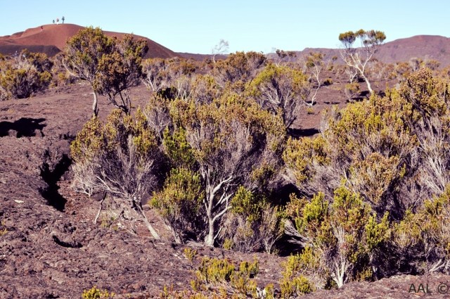 Ile de la Réunion-LUX* Resorts 21