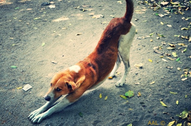 Ile Maurice-LUX* Resorts 21