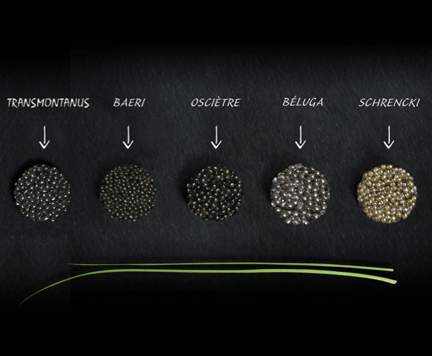 Caviar-Food Blogger