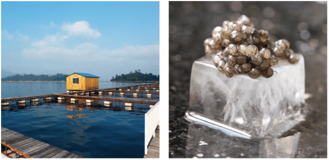 Caviar Kaviari-1