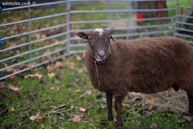 Citytrip à Helsinki-23