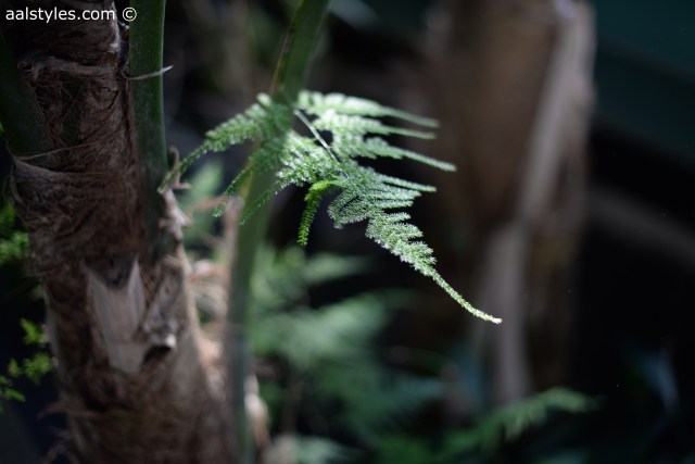 H&M loves Coachella-Fashion Blogger-11