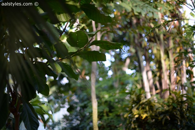 H&M loves Coachella-Fashion Blogger-4