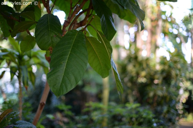 H&M loves Coachella-Fashion Blogger-7