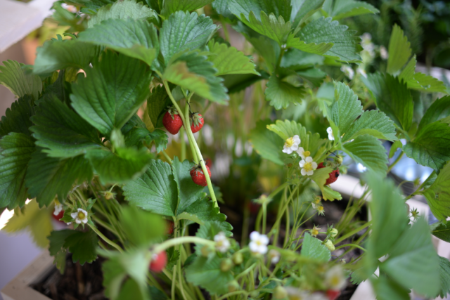 3 Suisses Press Day-FW15-16-16