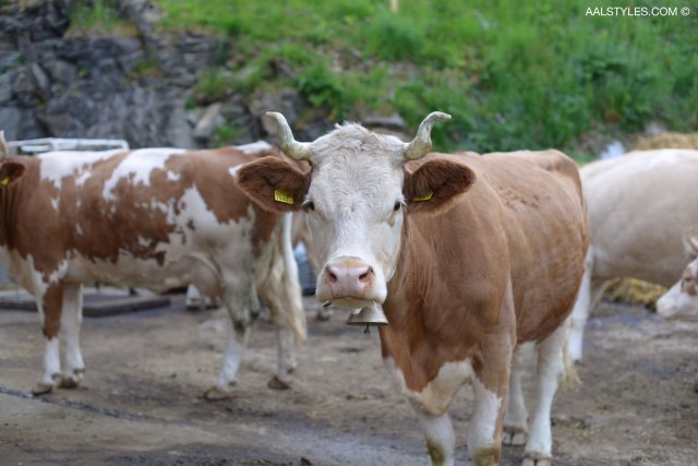 Gstaad-Saanenland-Suisses-Vacances d'été-Bonnes adresses-11